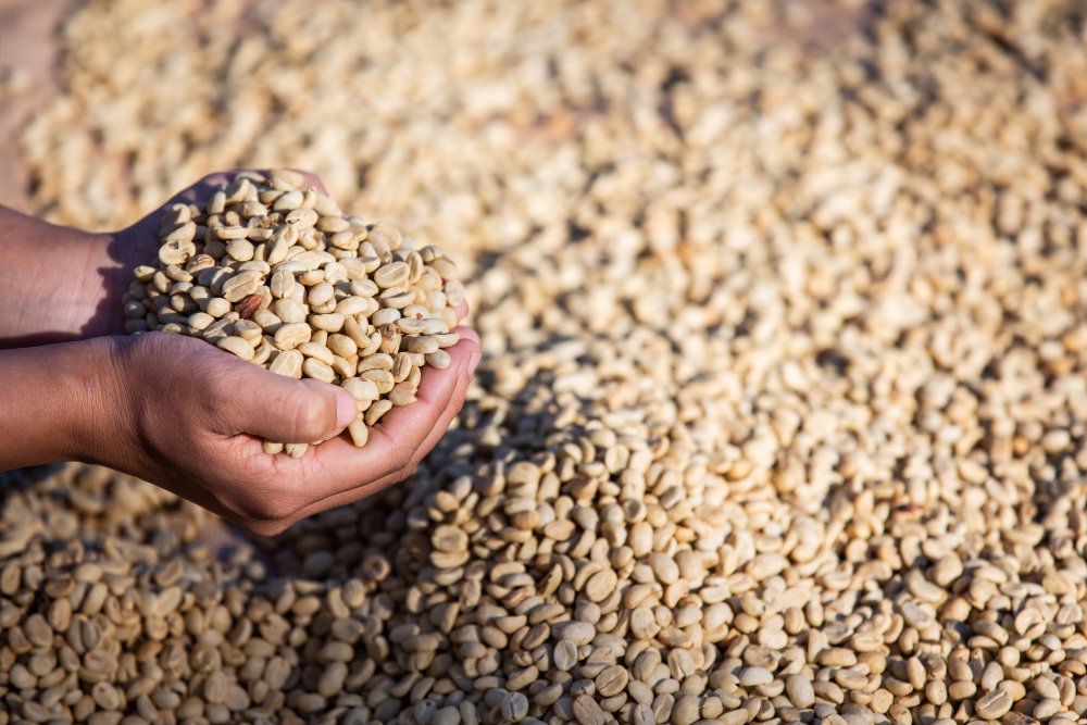 Europe Reaffirms Its Crown as the World's Coffee Capital — And Ethiopia Is Powering the Next Chapter