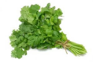CILANTRO Libra