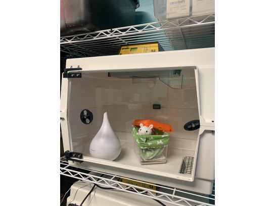 Image of the Item