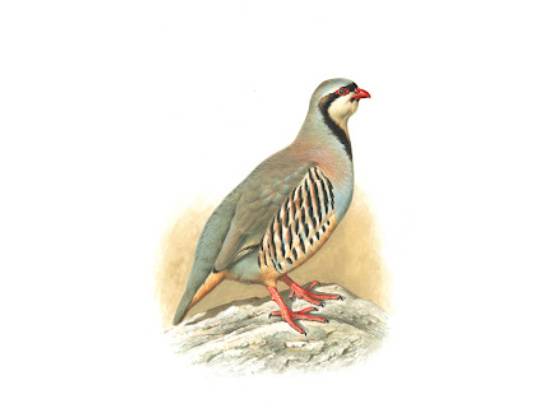 Image of the Item