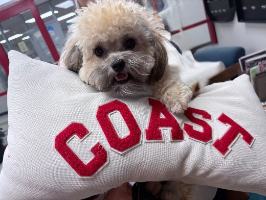 Image of the Item