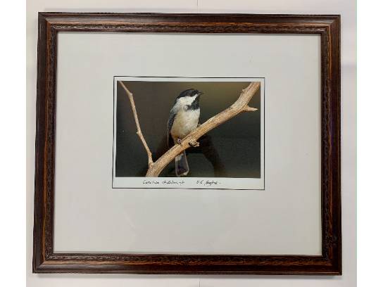 Image of the Item