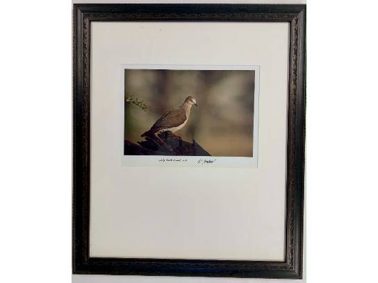 Image of the Item