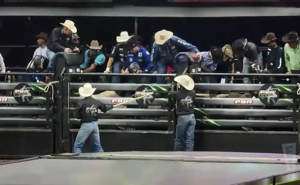 Rodeo athletes in cowboy hats and jeans stand in a chute as a bull is about to be released.