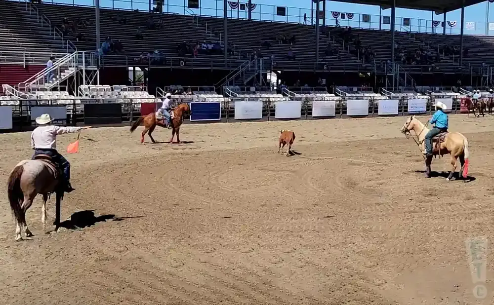 Cowboy on horseback in a rodeo arena throws a flag, signaling the start of a calf roping event.