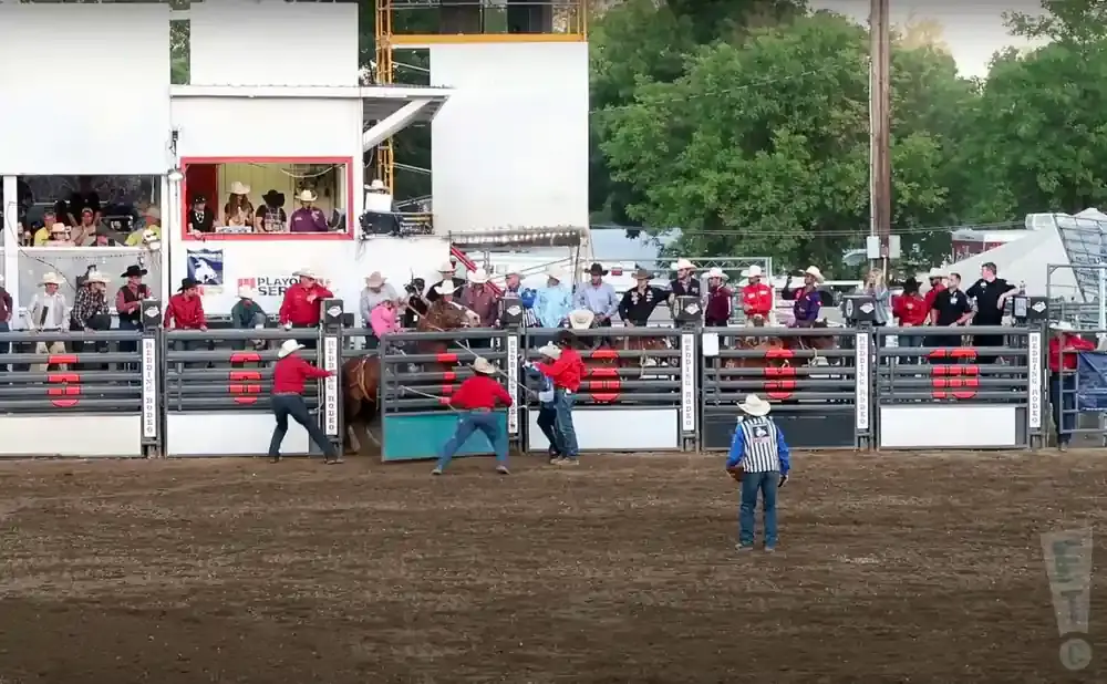 Rodeo participants and spectators gather at the rodeo arena, with a bull preparing to enter the ring.