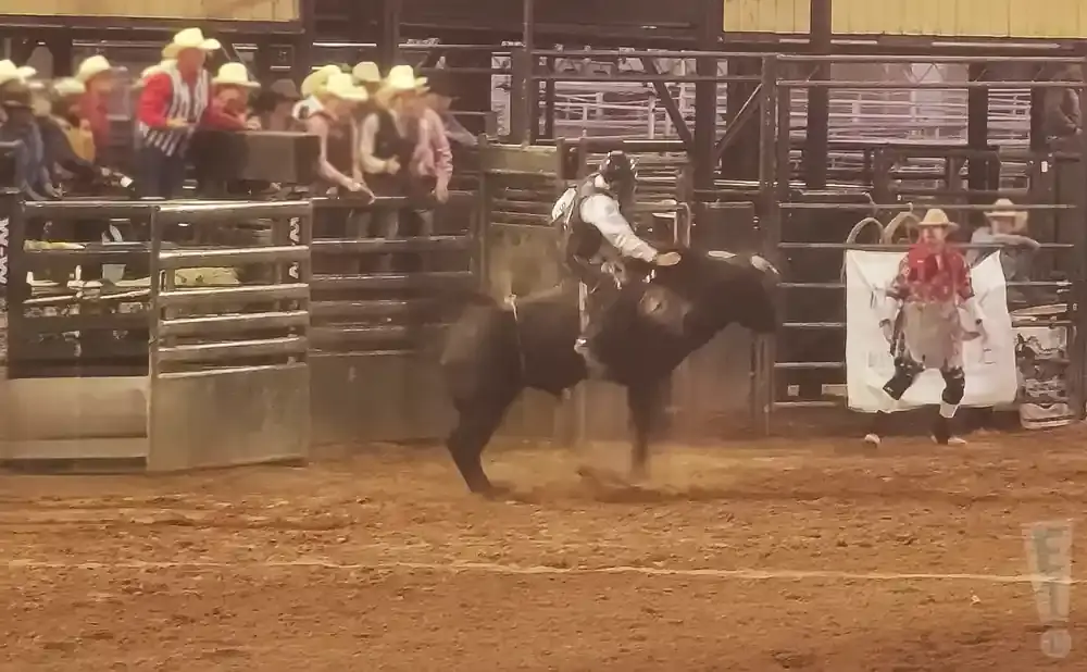 Rodeo bull rider attempts to stay mounted on a bucking bull in an arena.