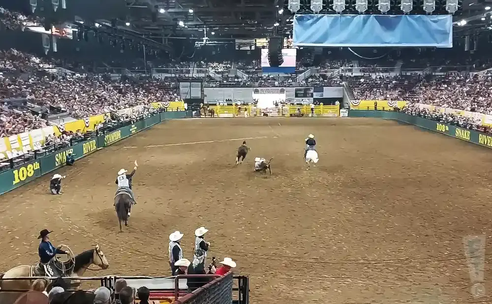 A rodeo event in a stadium with cowboys on horses, a calf, and spectators.