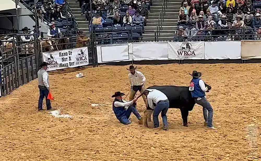 Cowboys rope a steer in a rodeo arena, with spectators in the bleachers.