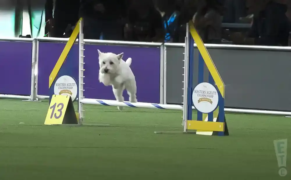 A white West Highland Terrier jumps over a hurdle at an agility competition.