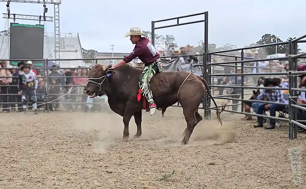 cowboy riding a bull at the california rodeo in salinas, california.