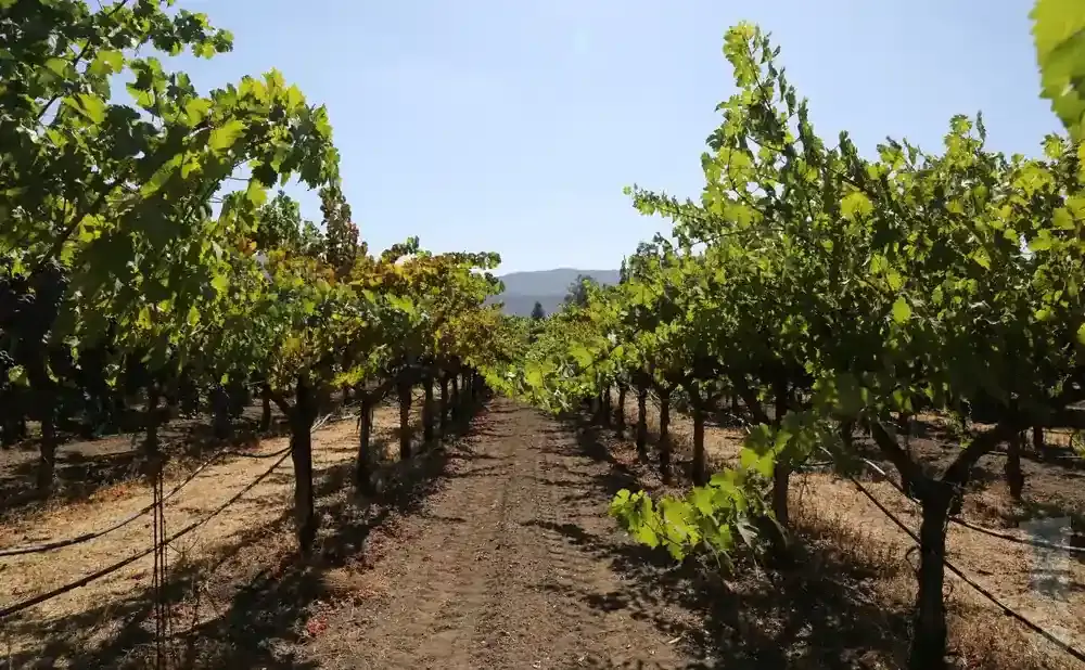 A vineyard with rows of grapevines under a clear blue sky.