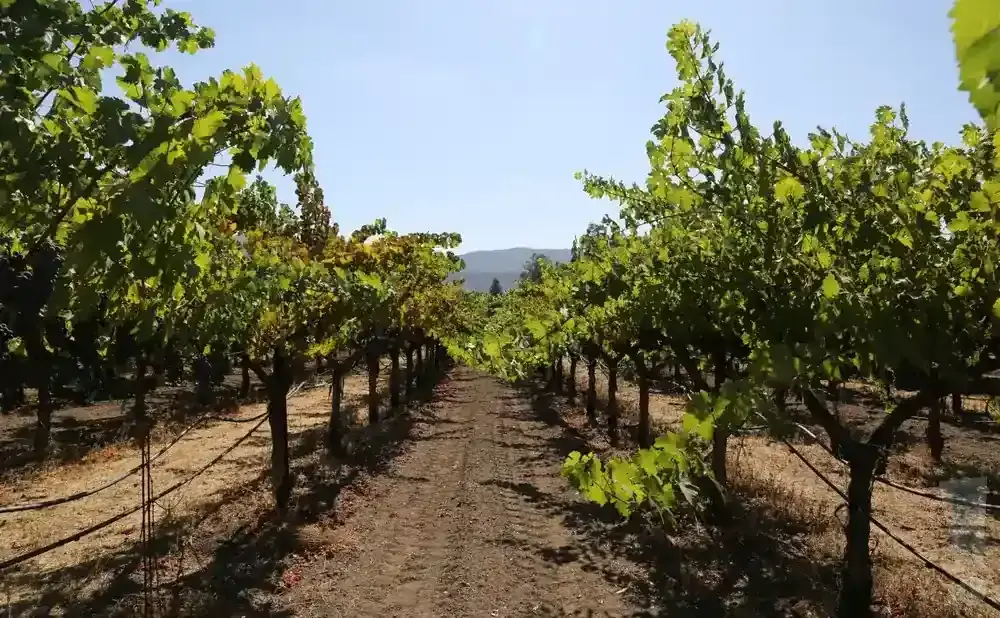 A dirt path leads through a vineyard with lush green grapevines under a clear blue sky.