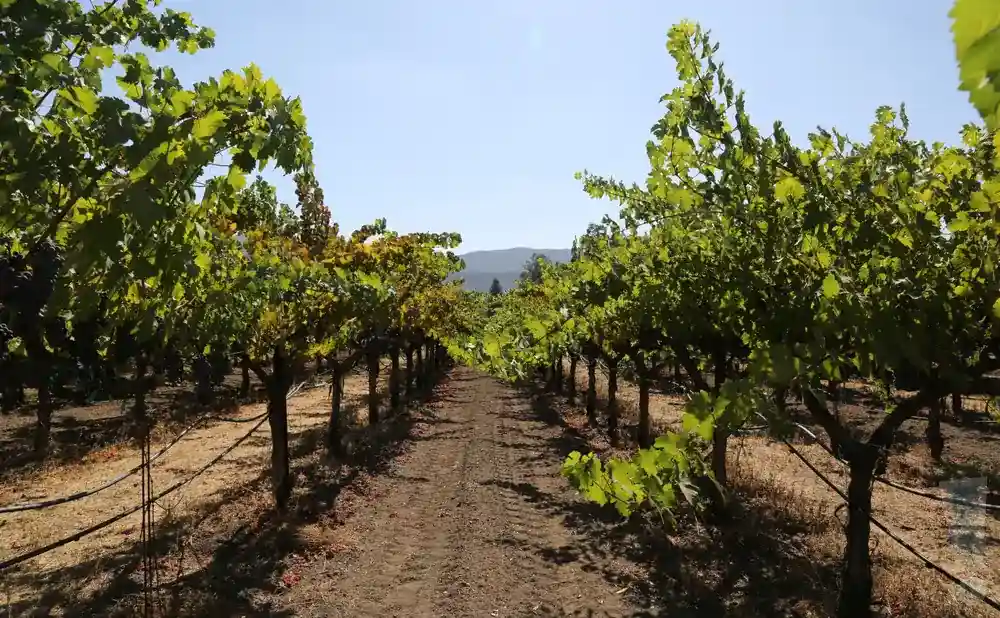 gundlach bundschu winery