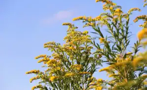 Danville Concert Tickets