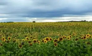 Ft Yates Theater Tickets