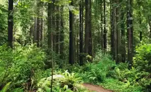 Arcata Concert Tickets