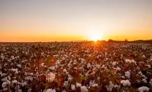 Lubbock Sport Tickets