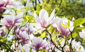 Meridian Venue & Event Tickets