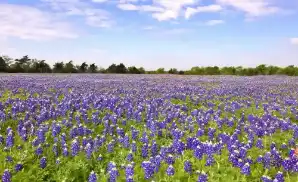 Midland Sport Tickets