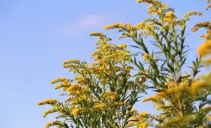 Prestonsburg Concert Tickets