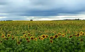 Killdeer Venue & Event Tickets