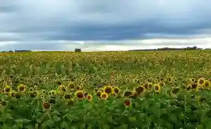 Saint Michael Venue & Event Tickets