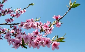 Selbyville Concert Tickets