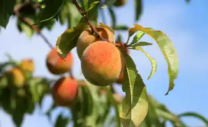 Tifton Concert Tickets