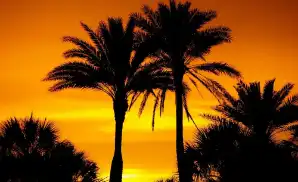 Okeechobee Concert Tickets