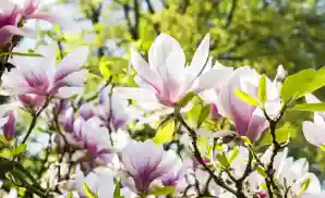 Natchez Venue & Event Tickets