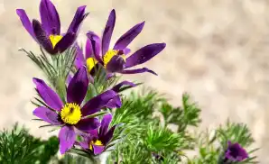 Brandon Concert Tickets