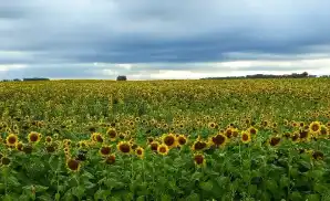 Williston Theater Tickets