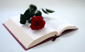 A red rose lies on an open book, with its stem and leaves extending to the left.