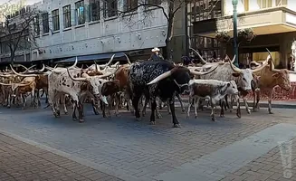 A herd of Texas longhorn cattle walk down a brick street in front of buildings.