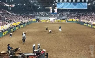 A rodeo event in a stadium with cowboys on horses, a calf, and spectators.