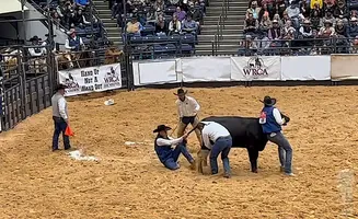 Cowboys rope a steer in a rodeo arena, with spectators in the bleachers.