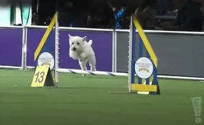 A white West Highland Terrier jumps over a hurdle at an agility competition.