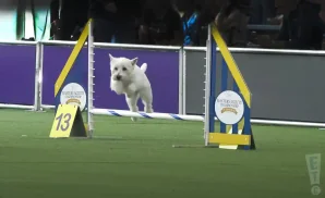 white dog jumping over a beam at the westminster kennel club dog show 2023.