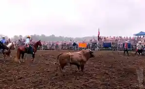 cowboys herding a bull at the auburn rodeo in opelika, alabama.
