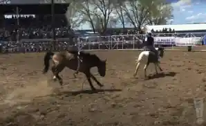 crowd watching cowboys at miles city bucking horse sale.