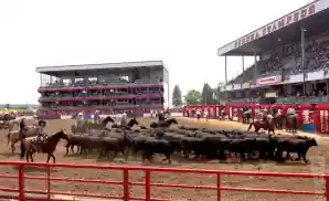 cowboys herding cattle at ponoka stampede 2023.
