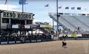 calf running around the arena at reno rodeo 2023.