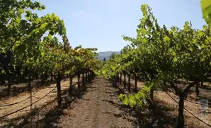 A dirt path leads through a vineyard with lush green grapevines under a clear blue sky.