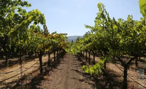 gundlach bundschu winery