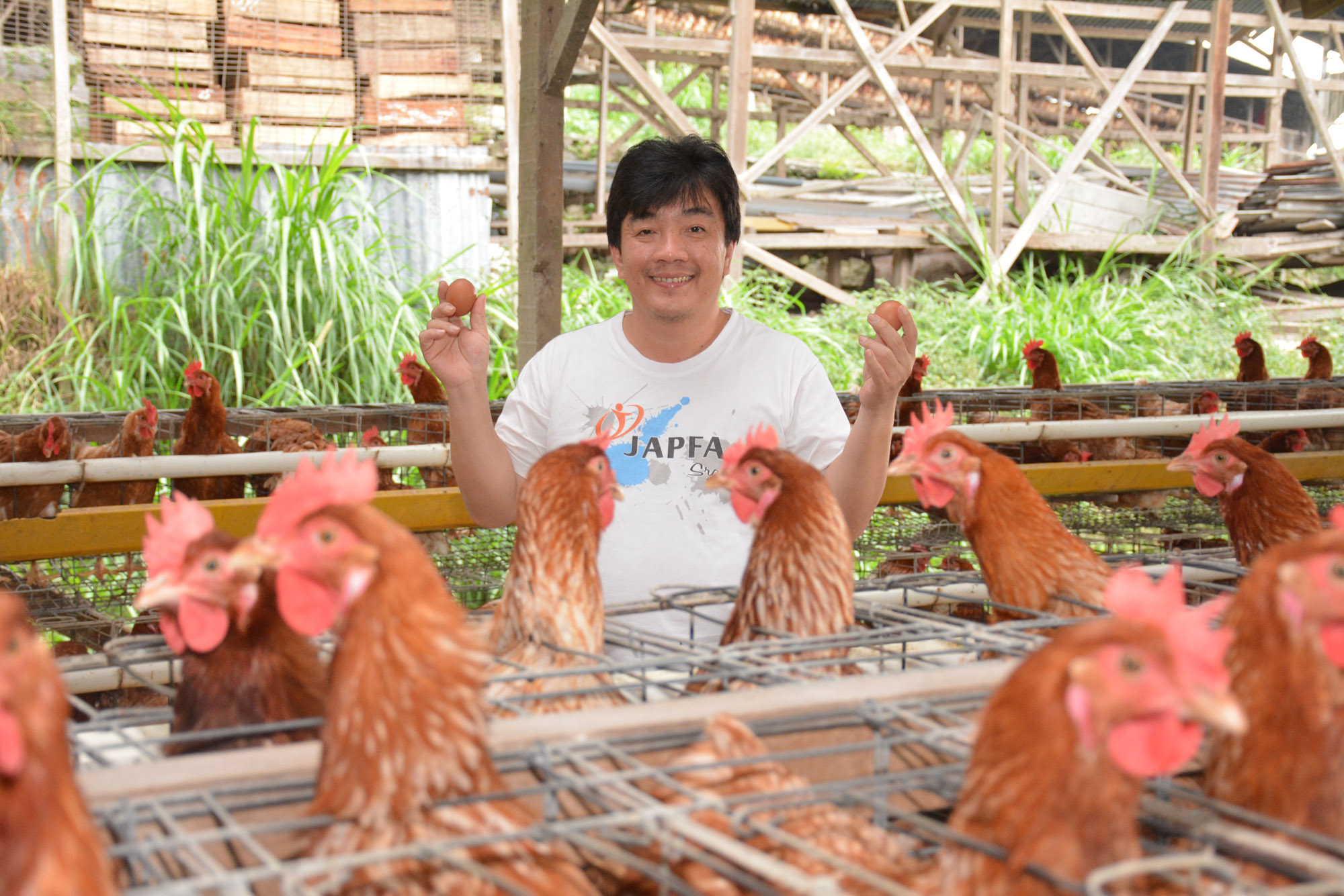 Penentu Nasib Para Ayam By Usaid Indonesia Exposure