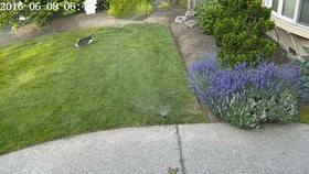 Cat lawn article