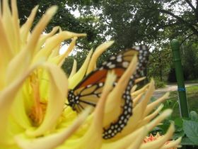 Butterflydahlia article