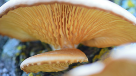 Oyster mushroom %285%29 article