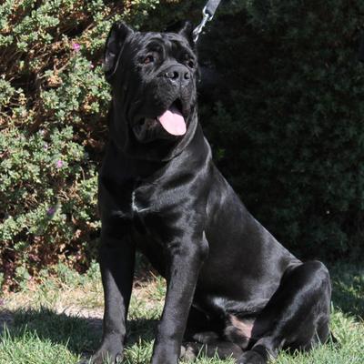 Stories By Cane Corso Breeders Contently